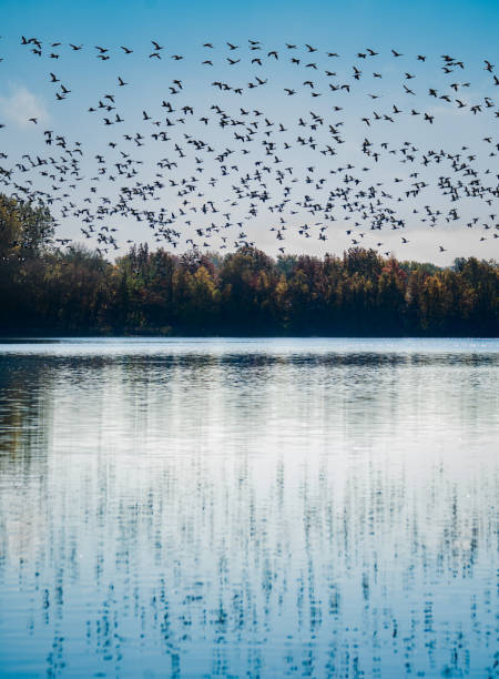 In autumn the geese return to the South.