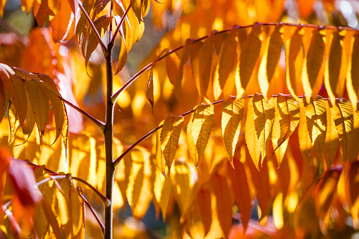 Oak branches with autumn foliage, autumn season.