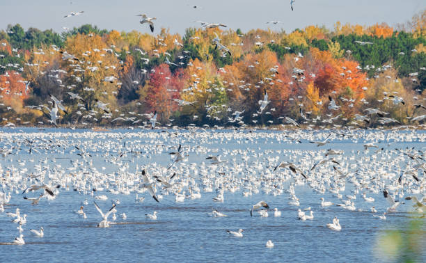 Canada White Geese in Autumn