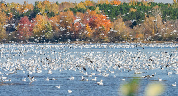 istock Canada White Geese in Autumn 1433835121