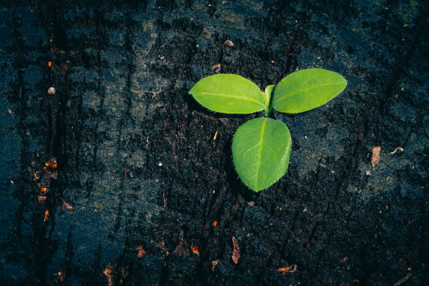istock a seed has taken root in a stump 1433835974