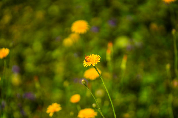 Meadow with lots of greenery and colorful flowers
