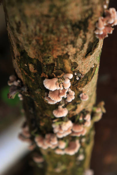 Mushrooms on a tree in the forest. Wild mushrooms on a tree stump