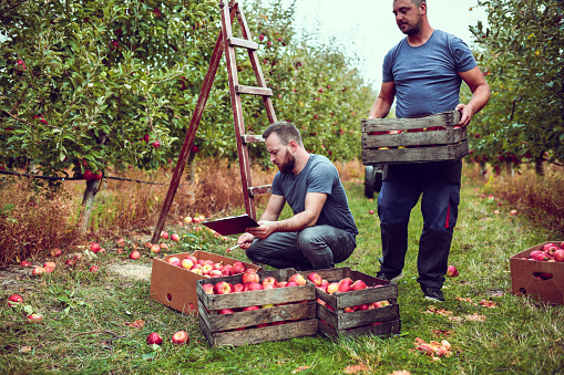 Agronomists Inspecting Yearly Apple Harvest Yield Quality