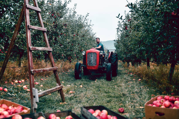 istock Tractor Driver Ready To Transport Apple Harvest Crates In Wagon 1433840652