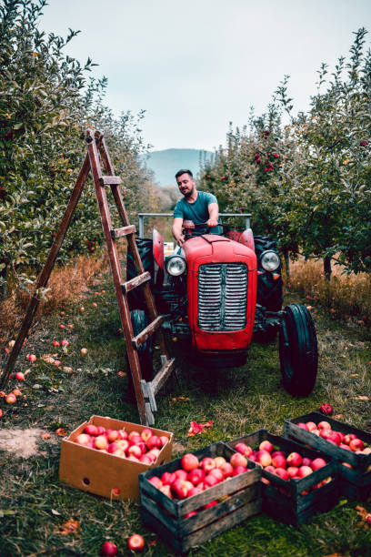 sorridente maschio trattore driver posizionamento veicolo migliore per caricare casse di raccolta di mele su di esso per il trasporto - field vertical agriculture crop foto e immagini stock