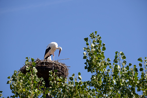 Stork waiting for partner in nest against blue sky