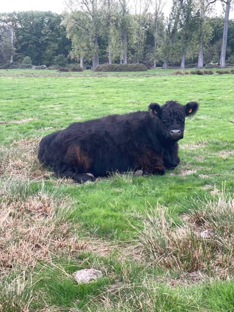 istock Bull lying in the meadow 1433842070