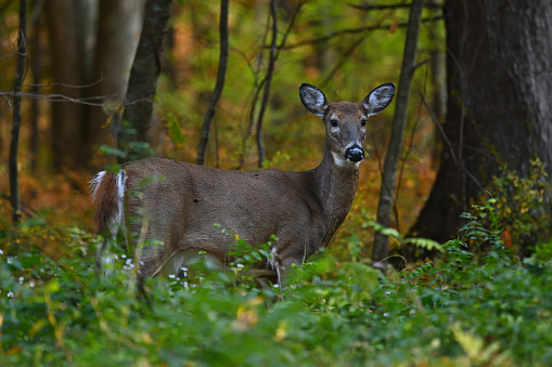 White-tailed deer in forest, autumn