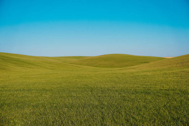 istock Green fields on the background of the blue sky. 1433848221
