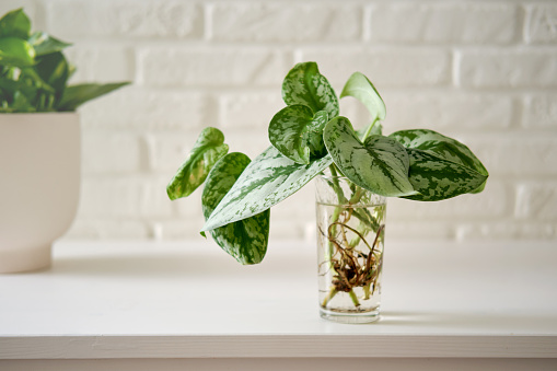 A house plant Scindapsus pictus with roots in a glass on a white brick wall table.