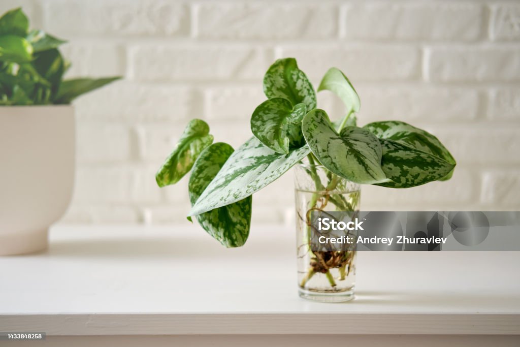 A house plant Scindapsus pictus with roots in a glass on a white brick wall table. Plant Cutting Stock Photo