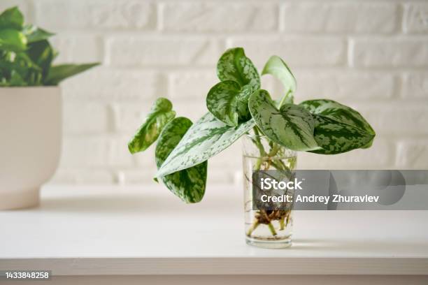 A House Plant Scindapsus Pictus With Roots In A Glass On A White Brick Wall Table Stock Photo - Download Image Now