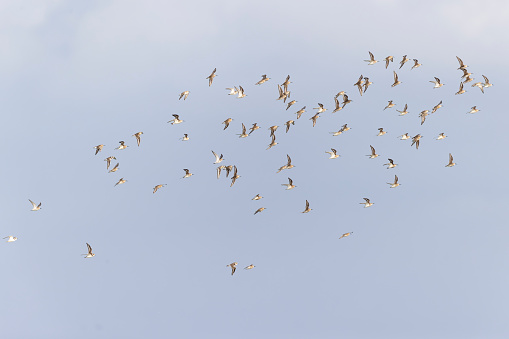 A large flock of small shorebirds flying low during the fall migration of 2022.