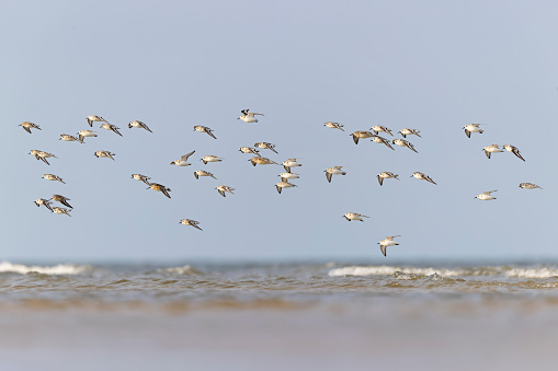 A large flock of small shorebirds flying low during the fall migration of 2022.