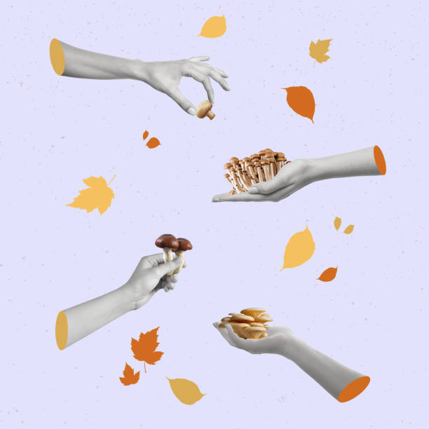 Human hands holding different types of mushrooms.