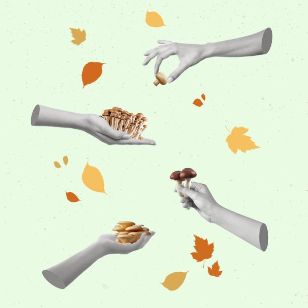 istock Human hands holding different types of mushrooms. 1433850351