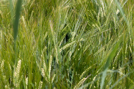 Grain sorghum green field