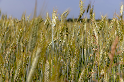 Wheat field with unripe wheat swaying in the wind , summer time of the year in a field with ripening grain wheat