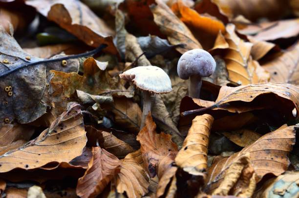 Autumn Fruiting Fungi