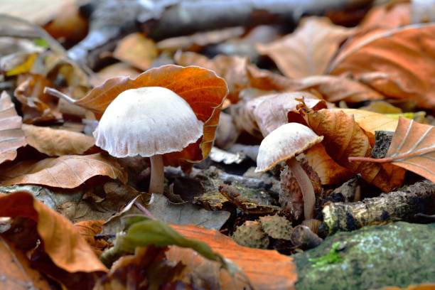 istock Autumn Fruiting Fungi 1433852718