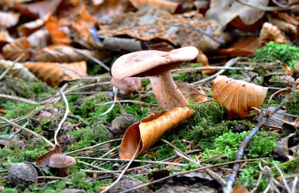 Autumn Fruiting Fungi