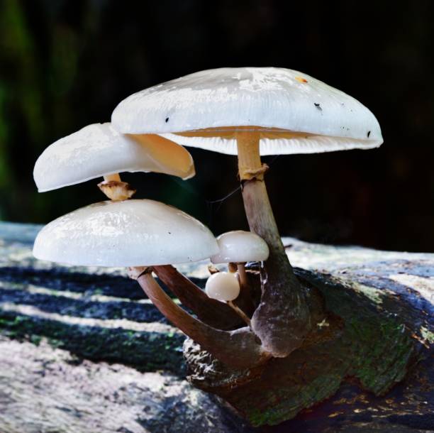 Autumn Fruiting Fungi