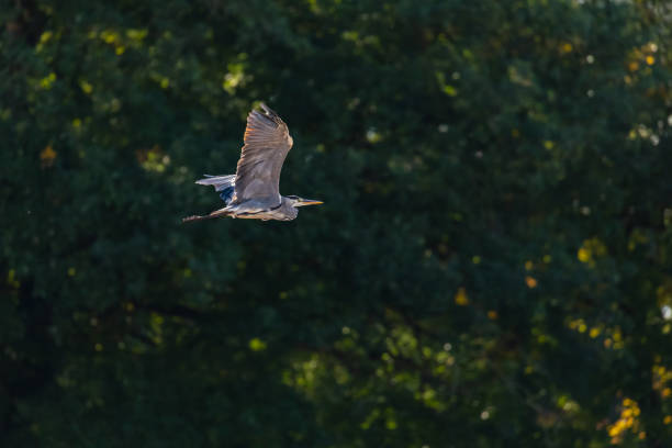 A heron in flight cropped against green background
