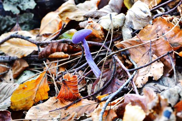 Purple Autumn Fruiting Fungi