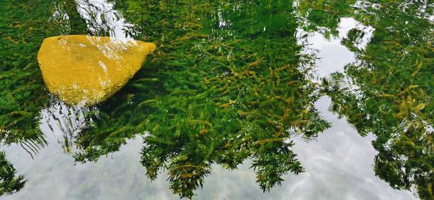 elodea nuttallii - biobrandstof uit algen fotos stockfoto's en -beelden
