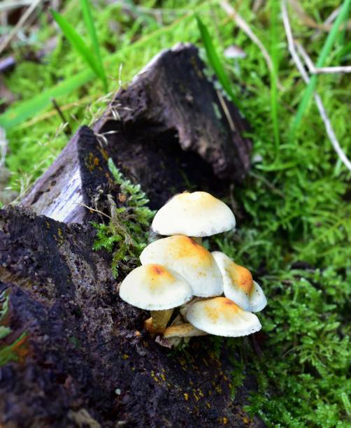 Autumn Fruiting Fungi