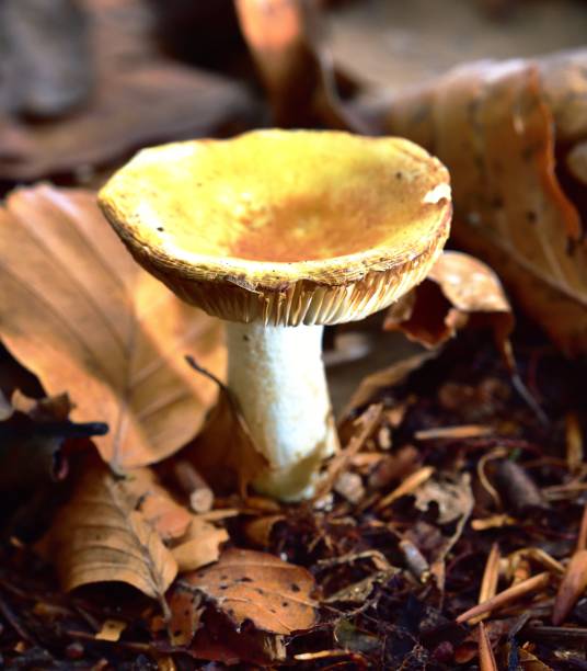 Autumn Fruiting Fungi