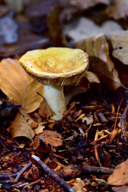 istock Autumn Fruiting Fungi 1433853567
