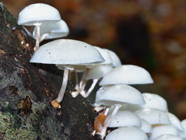 istock Autumn Fruiting Fungi 1433853568