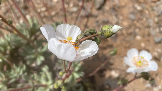 Spring flowers after a wet winter at Death Valley.