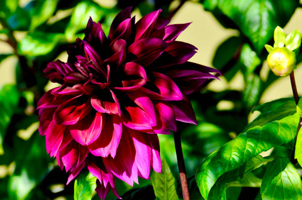 istock Single, sunlit dahlia blossom 1433853803