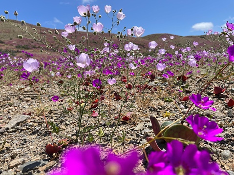 An events who appears only each 6 years, flowers in the desert of the most dry of the world