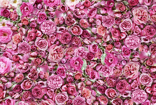 Delicadas Rosas Festivas Florecientes Y Flores Brillantes Fondo De Flor De  Rosa Floreciente Tarjeta Floral De Ramo Foto de stock y más banco de  imágenes de Abstracto - iStock