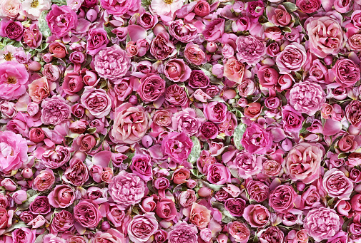 Delicadas Rosas Festivas Florecientes Y Flores Brillantes Fondo De Flor De Rosa Floreciente Tarjeta Floral De Ramo Foto de stock y más banco de imágenes de Abstracto - iStock Delicadas Rosas Festivas Florecientes Y Flores Brillantes Fondo De Flor De Rosa Floreciente Tarjeta Floral De Ramo Foto de stock y más banco de imágenes de Abstracto - iStock