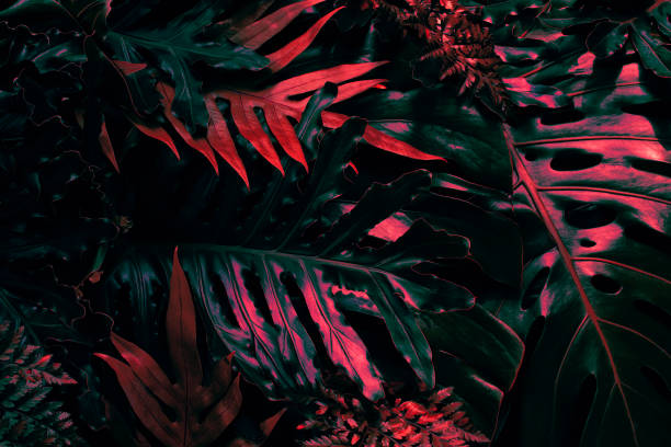 istock Tropical leaves, dark background 1433854243