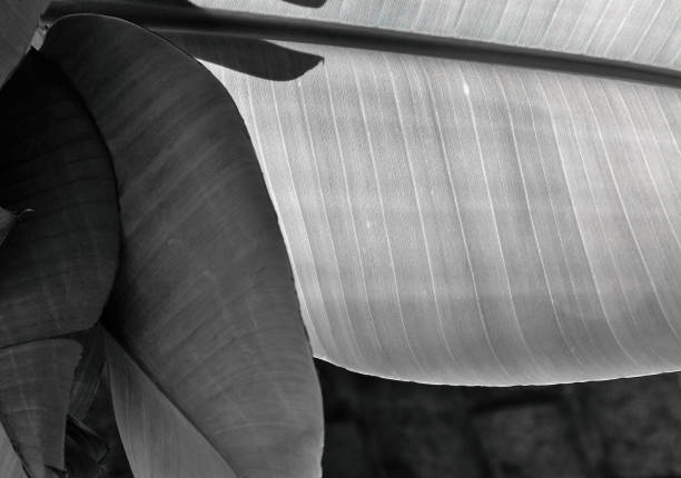 istock Banana plant leaf in black and white 1433854268