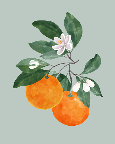 Tangerine fruits with leaves and flowers on tree branch. ripe mandarin fruit with green leaves on green background