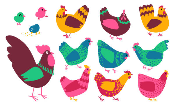 illustrations, cliparts, dessins animés et icônes de illustrations vectorielles de coq et de poule. style de dessin animé. ensemble de poulet doodle - animal egg illustrations