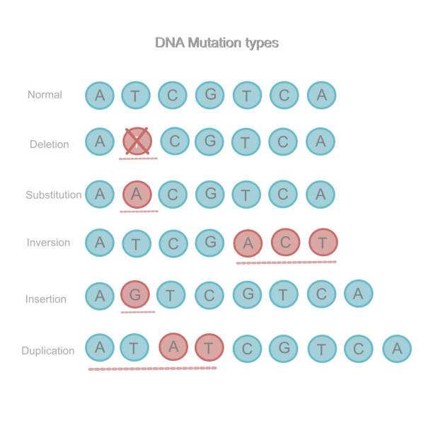 illustrations, cliparts, dessins animés et icônes de les types de mutation de l’adn : délétion, substitution, inversion, insertion et duplication qui se comparent aux séquences normales. l’image représente en icône de base azotée : a t c g - mutation génétique