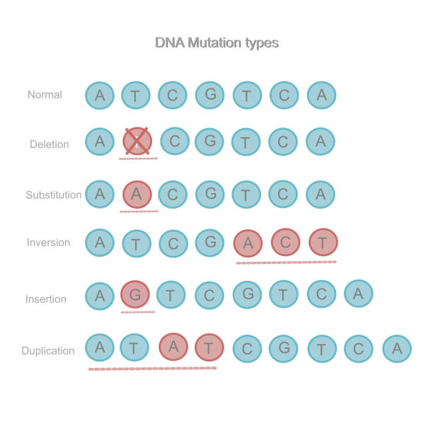 ilustrações, clipart, desenhos animados e ícones de os tipos de mutação de dna : exclusão, substituição, inversão, inserção e duplicação que se comparam a sequências normais. a imagem representa em ícone de base nitrogenous : a t c g - nucleotides