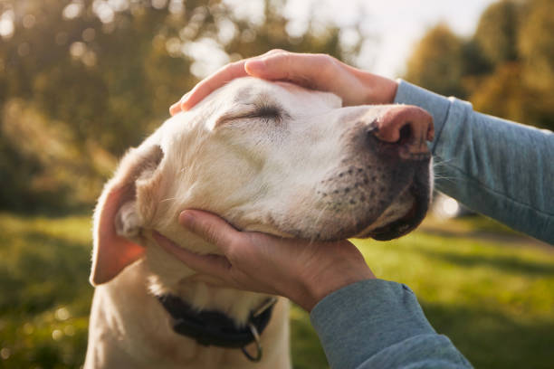 Man stroking his old dog Man stroking his old dog. Loyal labrador retriever enjoying autumn sunny say with his owner. pets stock pictures, royalty-free photos & images
