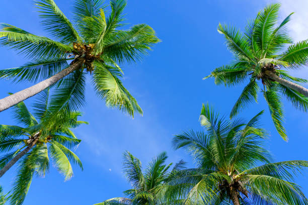 istock Coconut palm trees view from below and sky background in tropical beach Thailand 1433858729