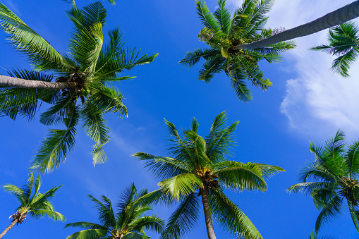 Coconut palm trees view from below and sky background in tropical beach Thailand.