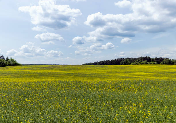 Yellow-flowering rapeseed in the summer, an agricultural field where rapeseed is grown to produce oil and fuel