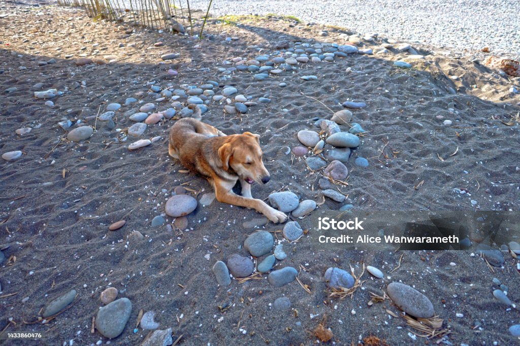 Homeless dog relax and yawn on the beach of Black sea Batumi City Adjara Georgia Adjara Stock Photo